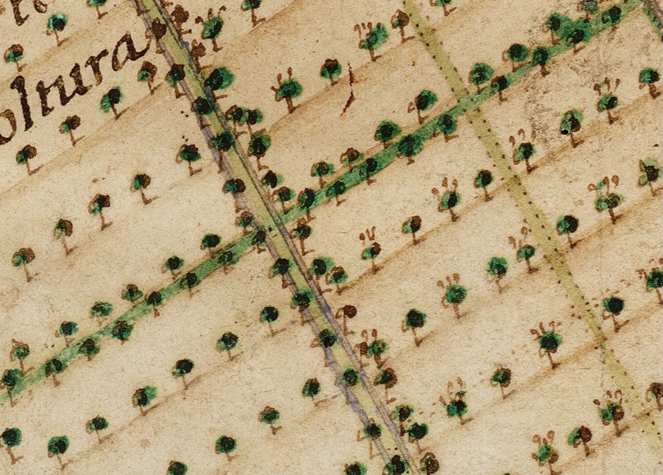 Fig 11 Il viale della Muzzarella